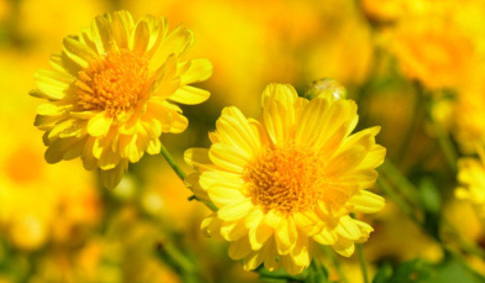 Chrysanthemum Indicum Seeds – Hardy Perennial
