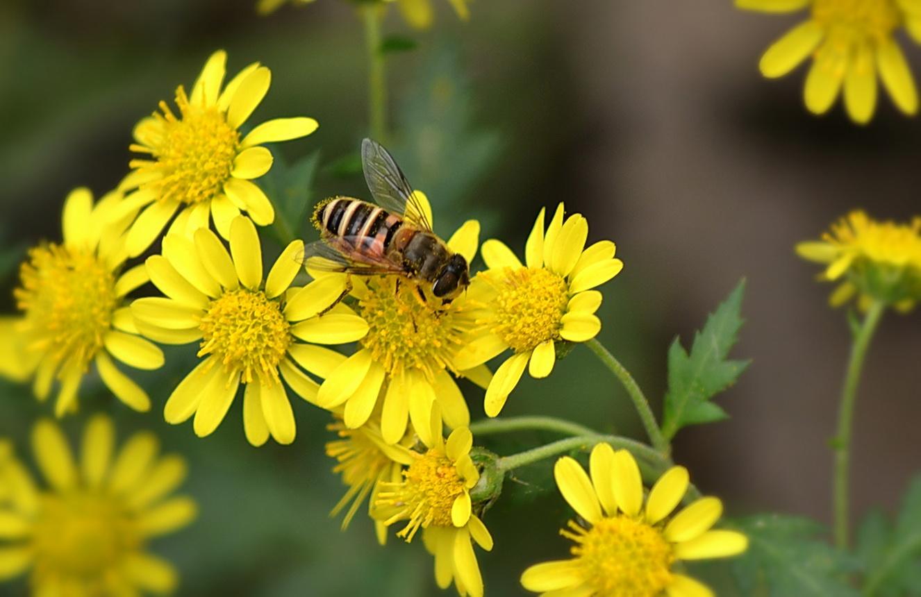 Chrysanthemum Indicum Seeds – Hardy Perennial
