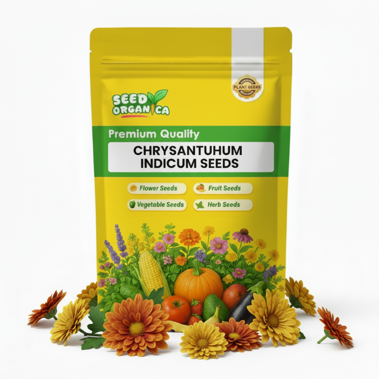 Chrysanthemum Indicum Seeds