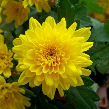 Chrysanthemum Indicum Seeds – Hardy Perennial
