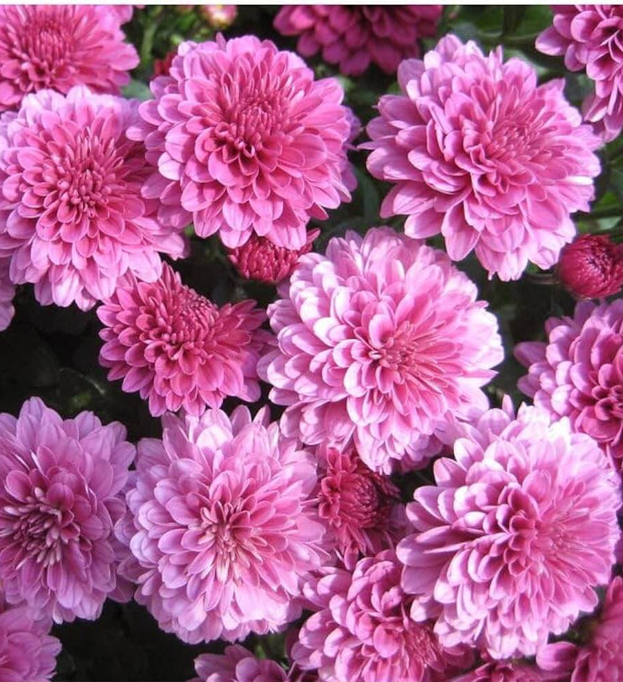 Chrysanthemum Seeds – Light Pink Green – Wildflower