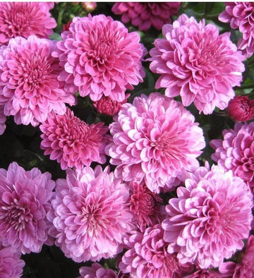 Chrysanthemum Seeds – Light Pink Green – Wildflower