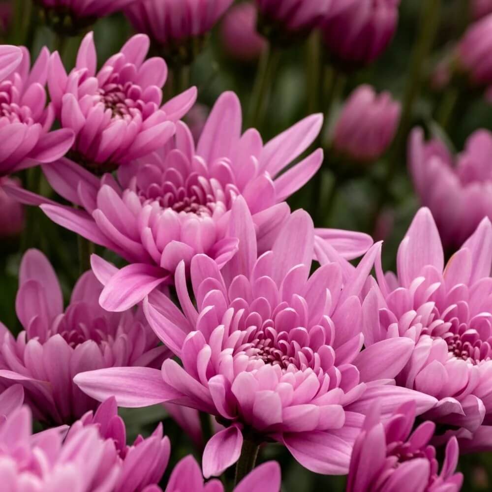 Chrysanthemum Seeds – Light Pink Green – Wildflower