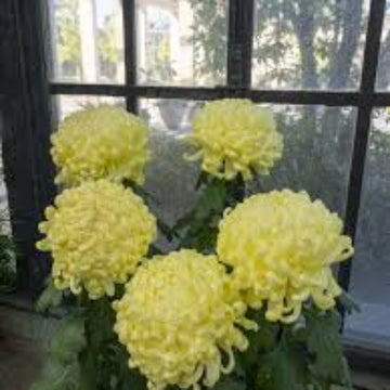 Chrysanthemum Seeds – Light Yellow – Wildflower