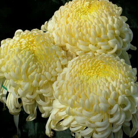 Chrysanthemum Seeds – Light Yellow – Wildflower