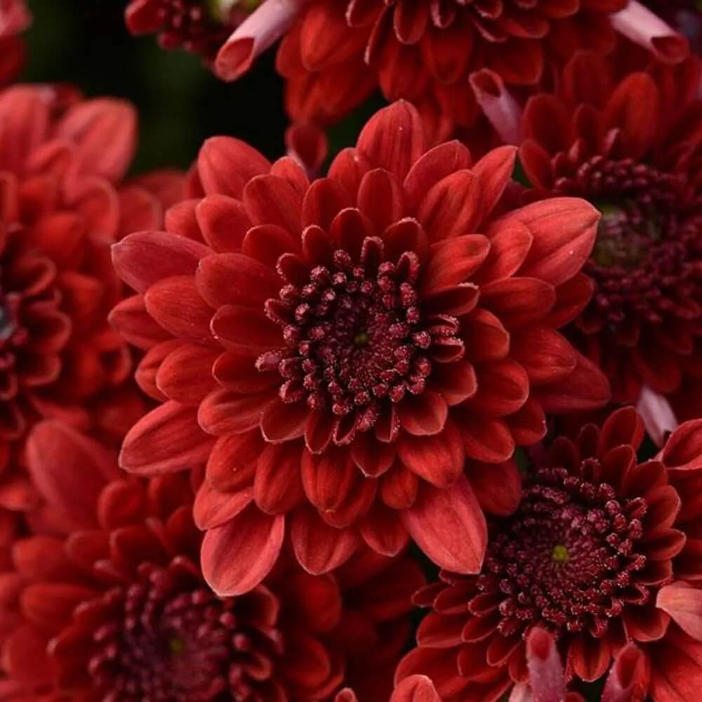 Chrysanthemum Seeds – Maroon Red – Wildflower