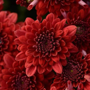 Chrysanthemum Seeds – Maroon Red – Wildflower