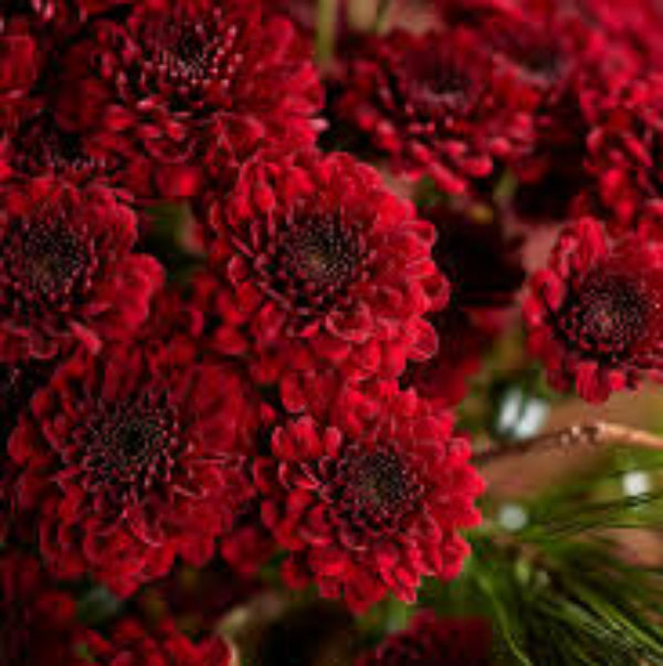 Chrysanthemum Seeds – Maroon Red – Wildflower