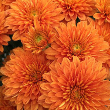 Chrysanthemum Seeds – Orange Wildflower Mix Heirloom
