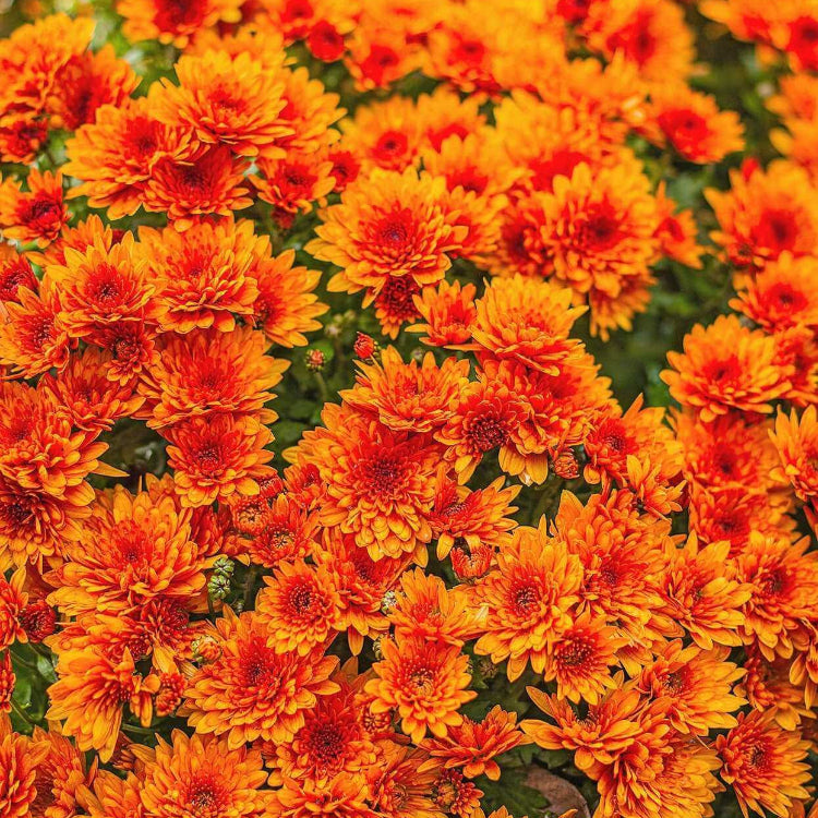 Chrysanthemum Seeds – Orange Wildflower Mix Heirloom
