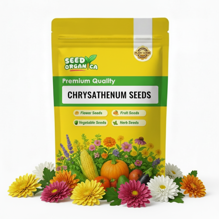 Chrysanthemum Seeds
