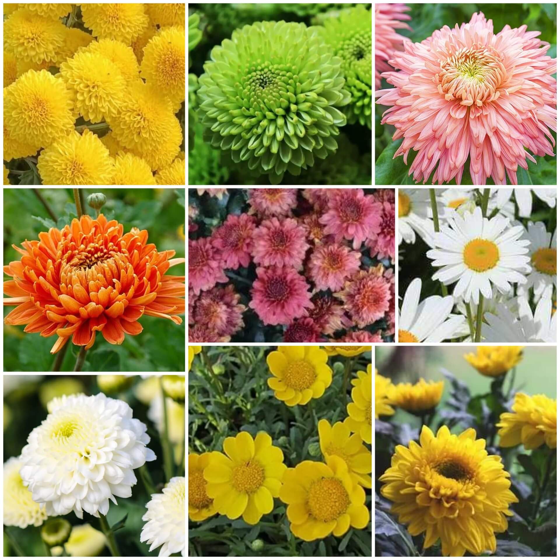 Chrysanthemum Seeds - All In One For Home Gardens