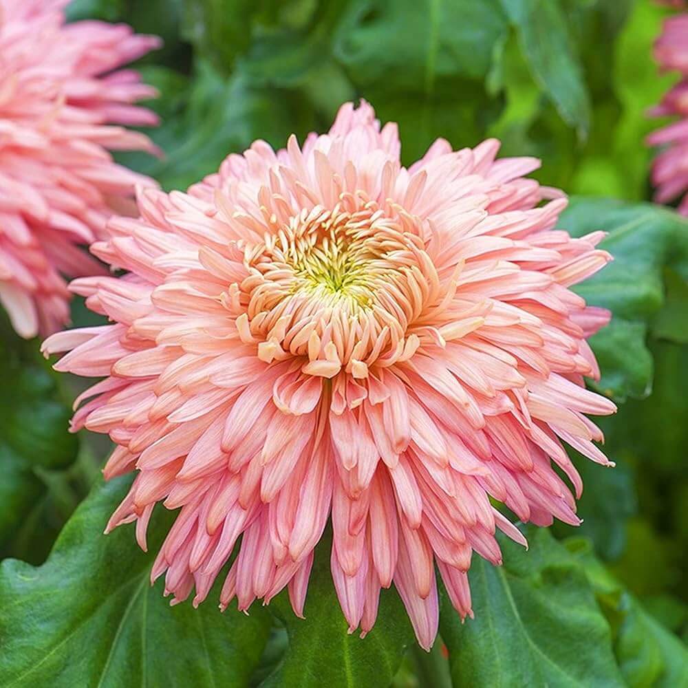 Chrysanthemum Seeds - All In One For Home Gardens