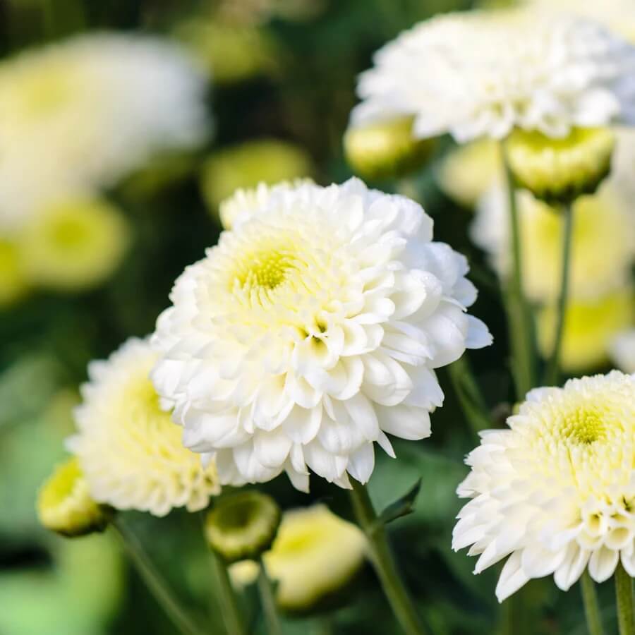 Chrysanthemum Seeds - All In One For Home Gardens