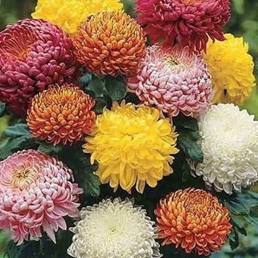 Chrysanthemum Seeds - Colorful
