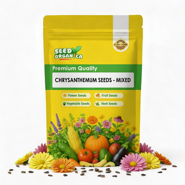 Chrysanthemum Seeds - Mixed
