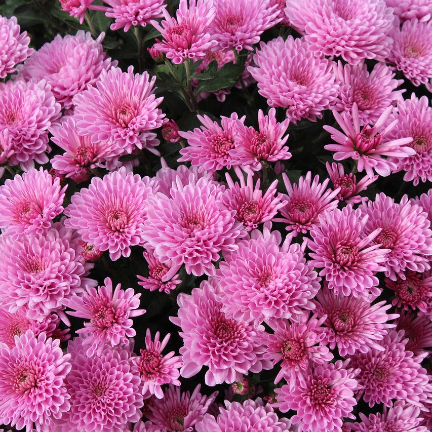 Chrysanthemum Seeds
