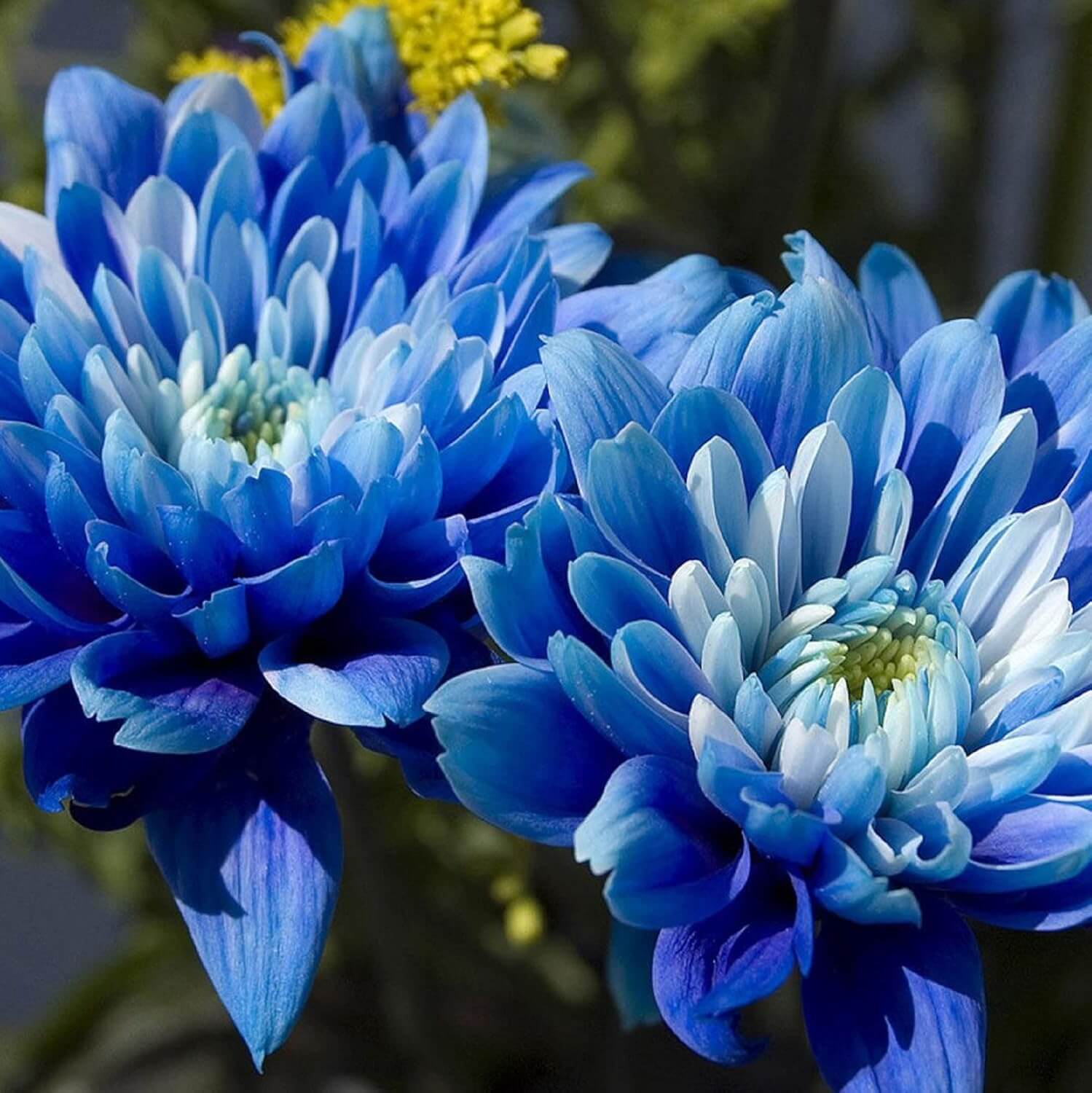 Chrysanthemum Seeds – Blue