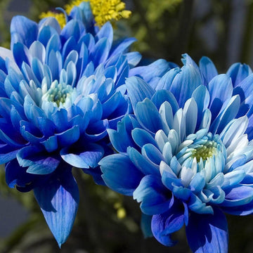 Chrysanthemum Seeds – Blue