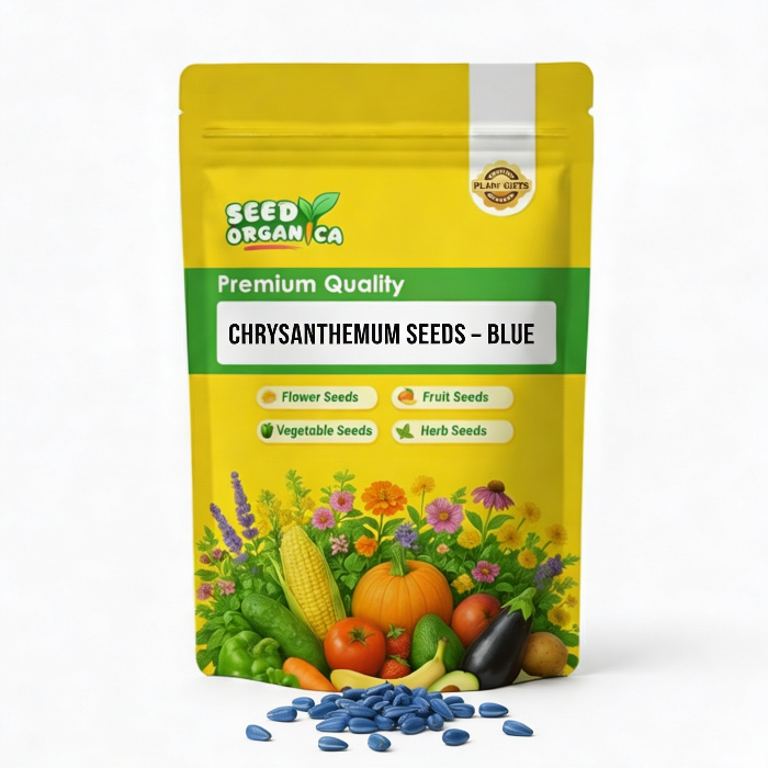 Chrysanthemum Seeds – Blue