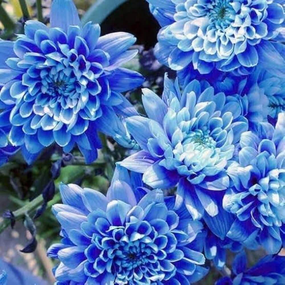 Chrysanthemum Seeds – Blue