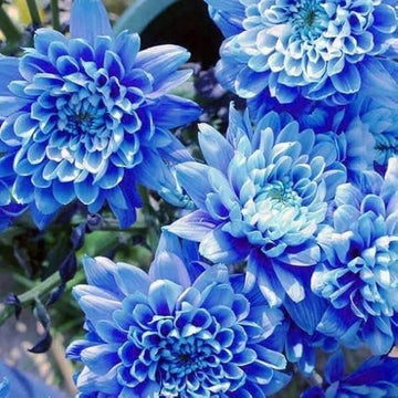 Chrysanthemum Seeds – Blue