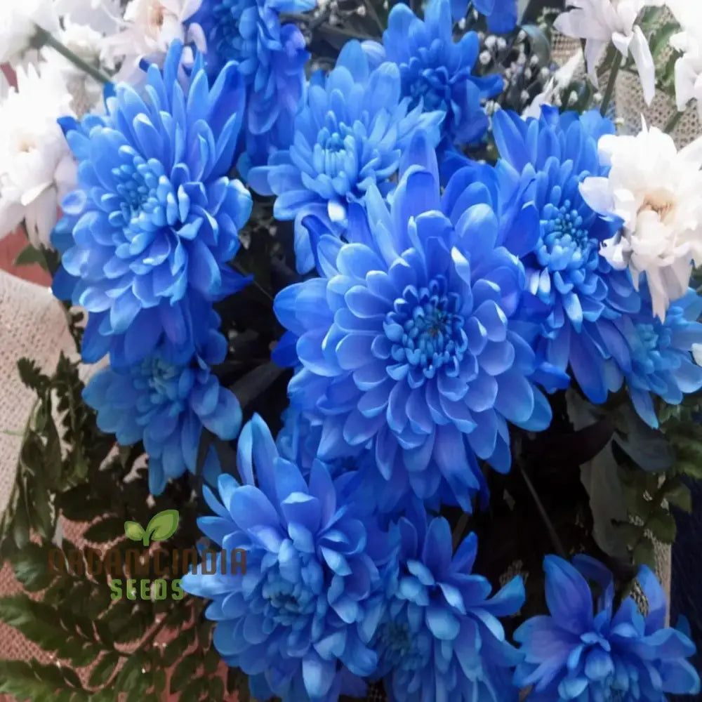 Chrysanthemum Seeds – Blue