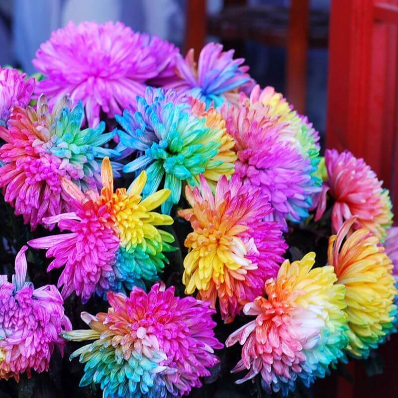 Chrysanthemum Seeds – Colorful and Diverse
