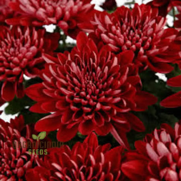 
Chrysanthemum Seeds – Dark Red
