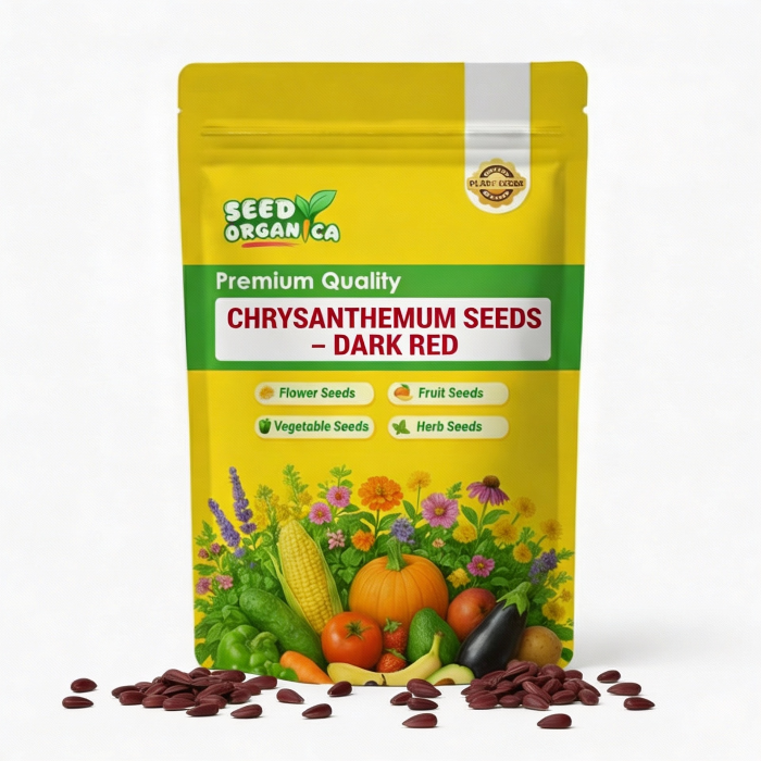 Chrysanthemum Seeds – Dark Red
