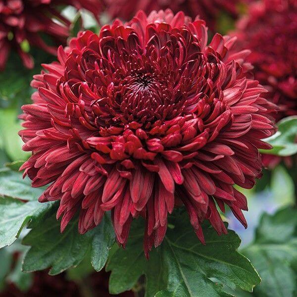 Chrysanthemum Seeds – Dark Red