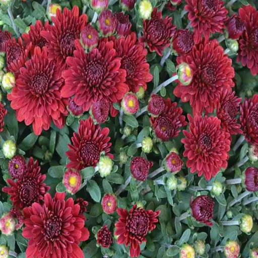
Chrysanthemum Seeds – Dark Red
