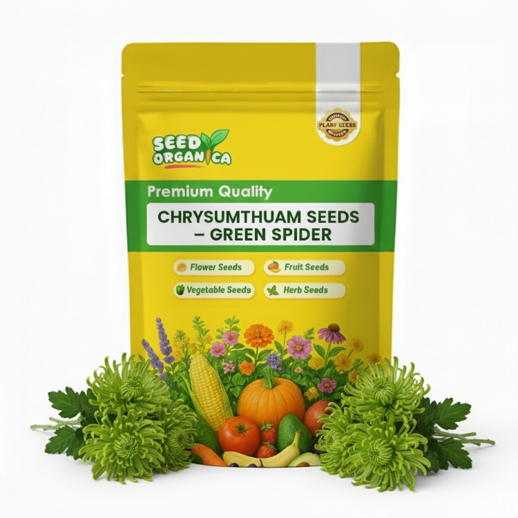 Chrysanthemum Seeds – Green Spider
