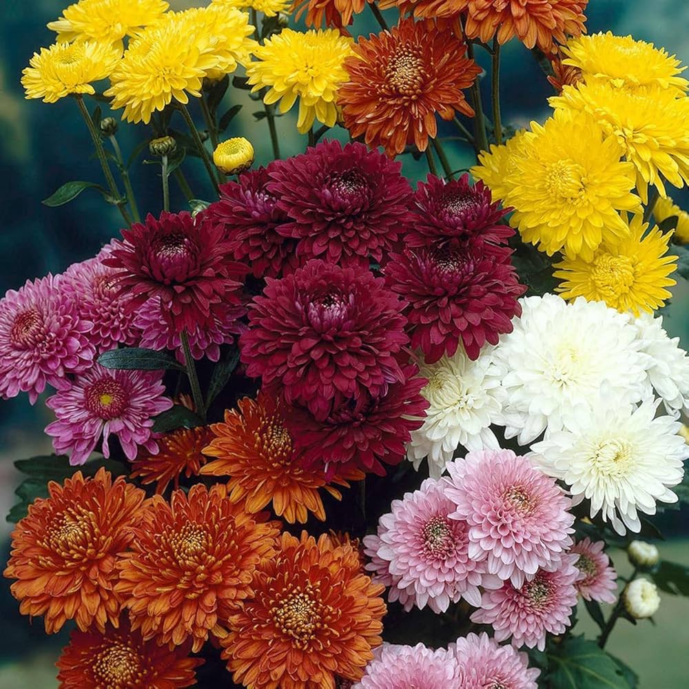 Chrysanthemum Seeds – Heirloom
