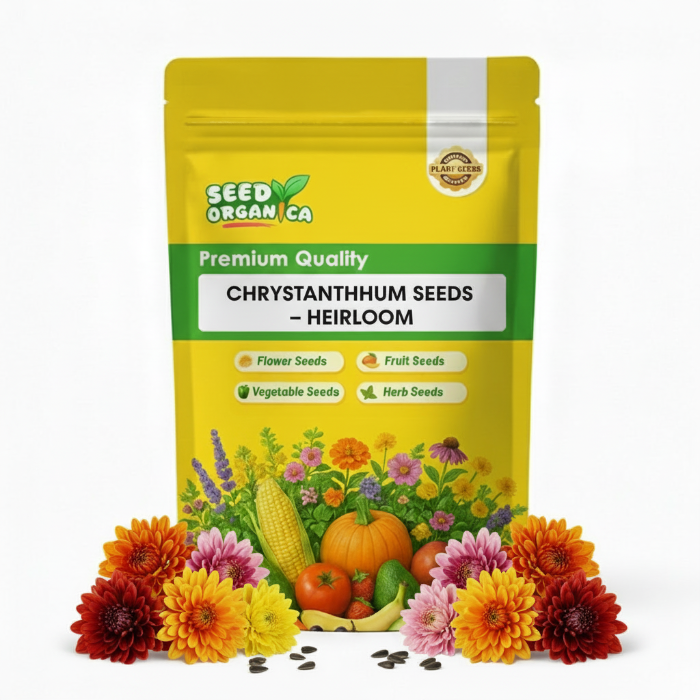 Chrysanthemum Seeds – Heirloom