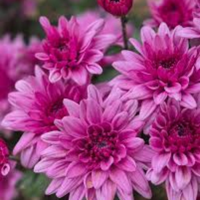 Chrysanthemum Seeds – Light Pink Green – Wildflower