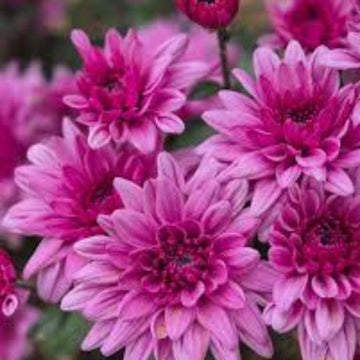 Chrysanthemum Seeds – Light Pink Green – Wildflower
