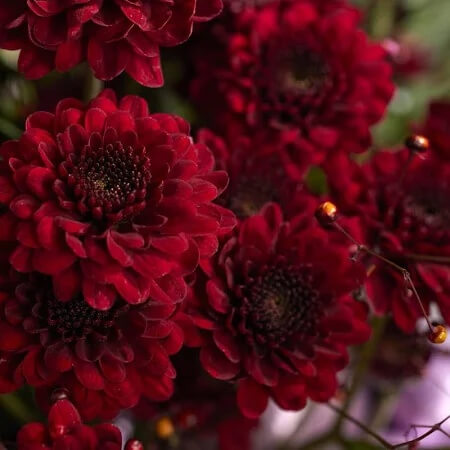 Chrysanthemum Seeds – Maroon Red – Wildflower