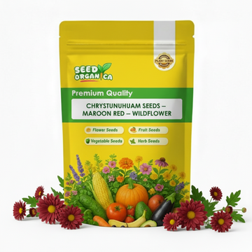Chrysanthemum Seeds – Maroon Red – Wildflower