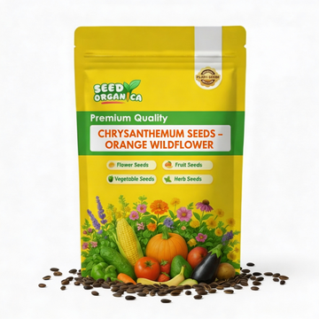 Chrysanthemum Seeds – Orange Wildflower