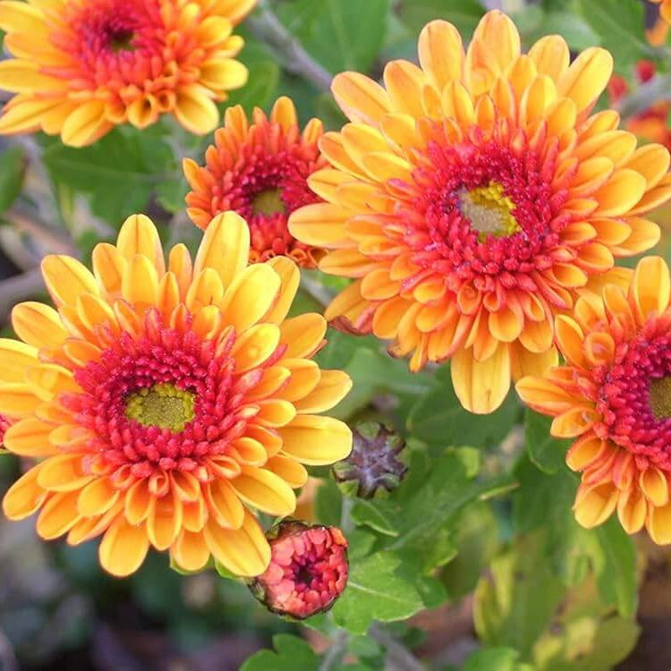 Chrysanthemum Seeds – Orange Wildflower Mix Heirloom
