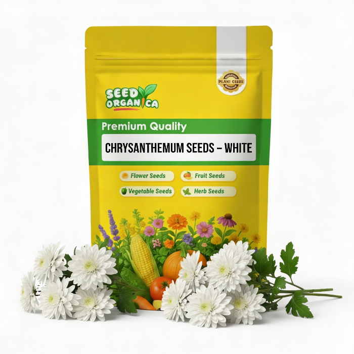Chrysanthemum Seeds – White