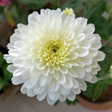 Chrysanthemum Seeds – White – Wildflower