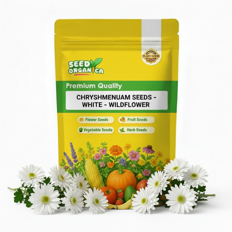 Chrysanthemum Seeds – White – Wildflower