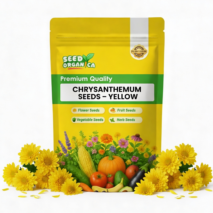 Chrysanthemum Seeds – Yellow