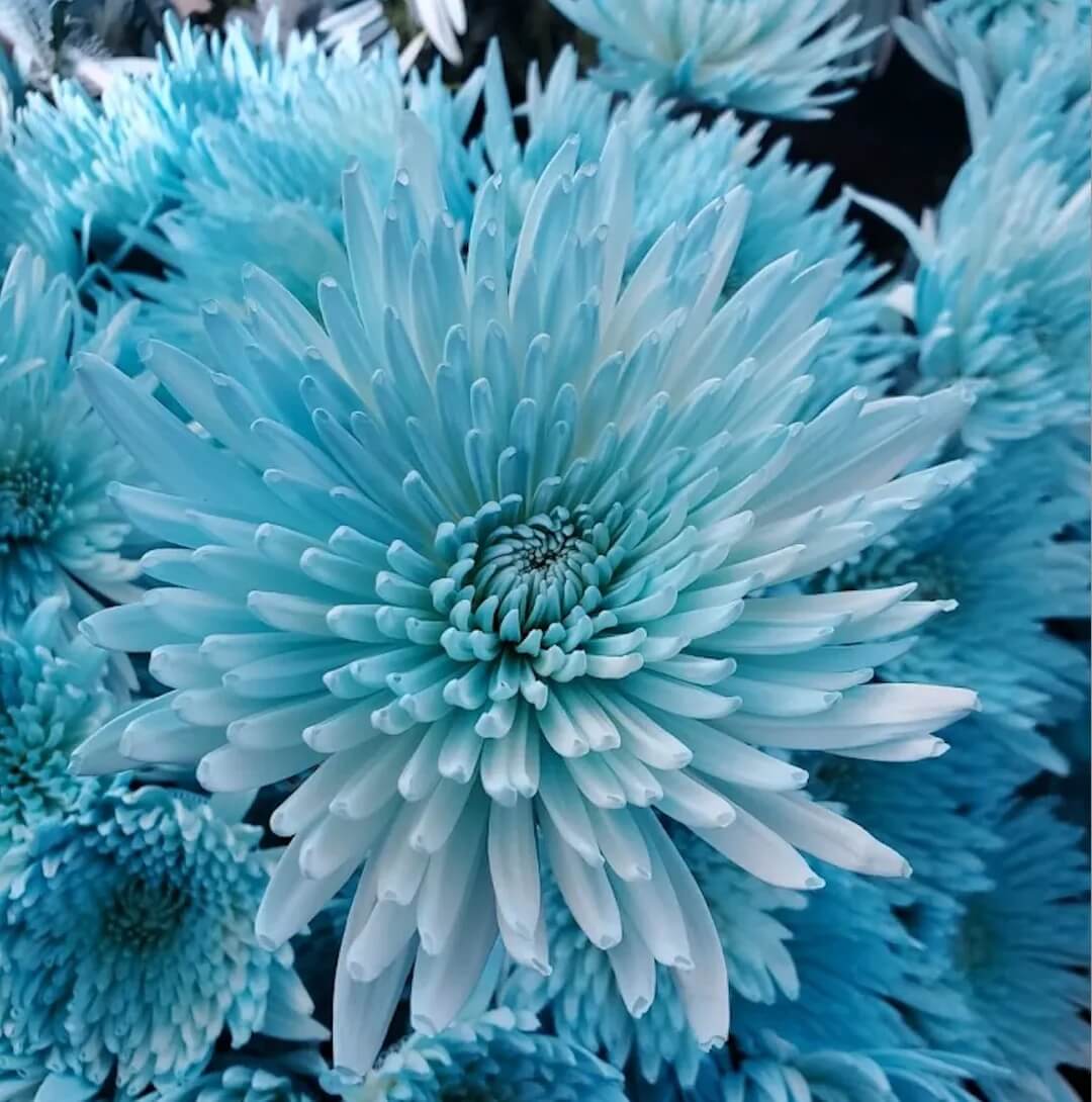 Chrysanthemum Seeds – Sky Blue White – Wildflower