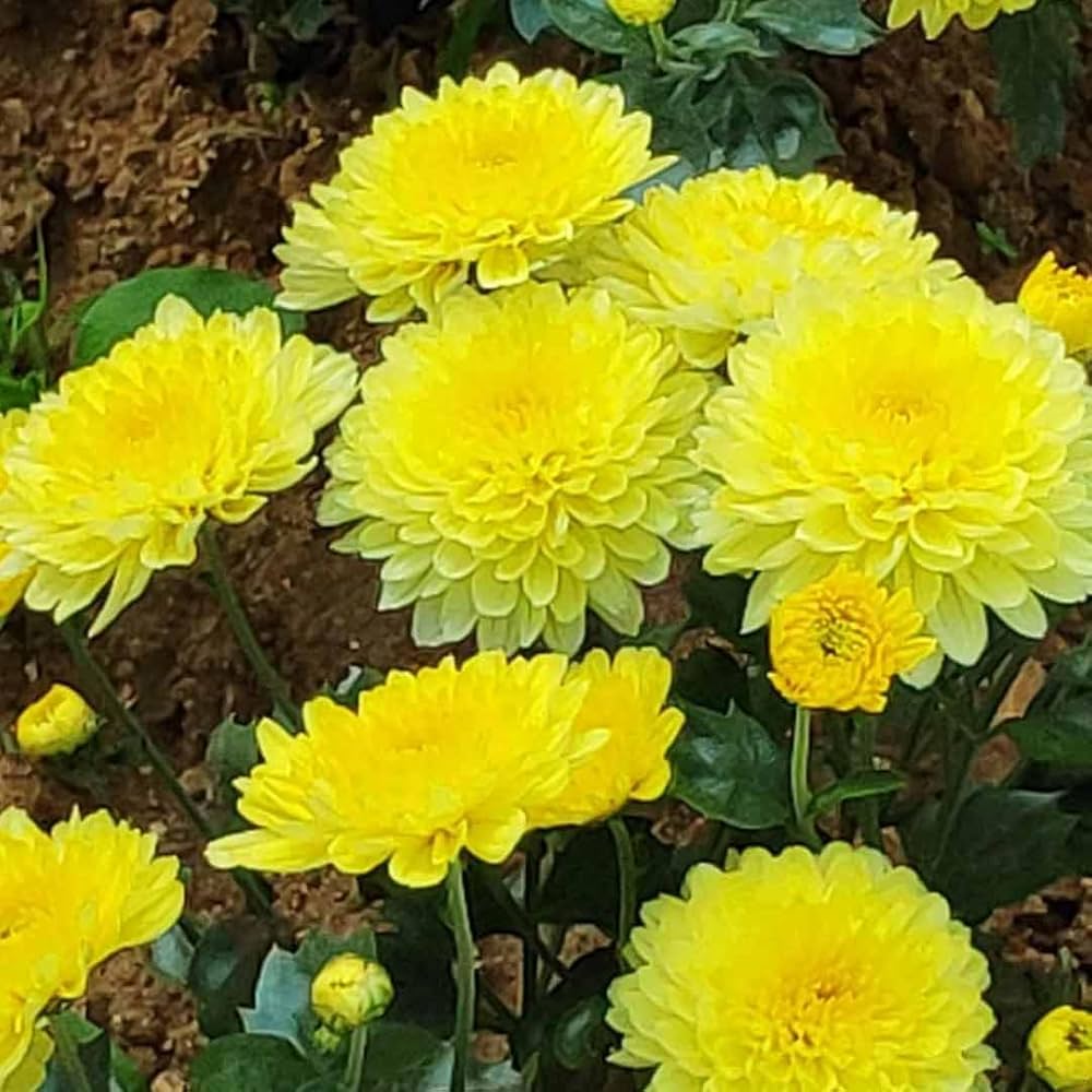 Chrysanthemum Seeds – Yellow
