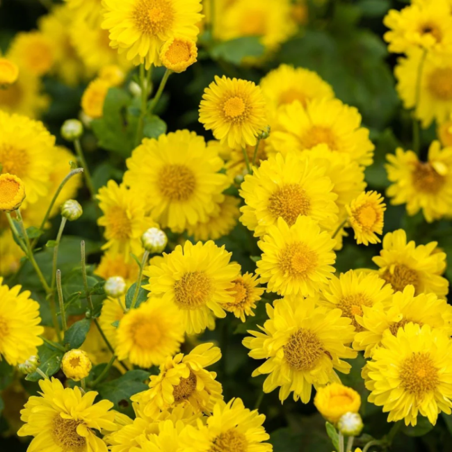 Chrysanthemum Seeds – Yellow
