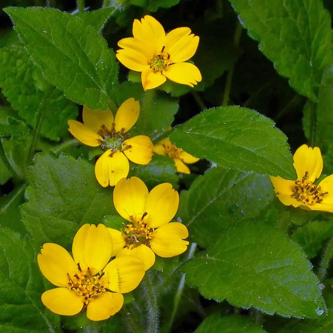 Chrysogonum Virginianum Seeds -  Flower Plant