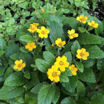 Chrysogonum Virginianum Seeds -  Flower Plant
